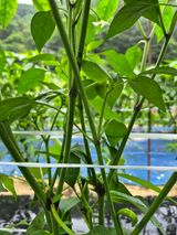 팜모닝 농사, 무엇이든 물어보세요!·참여글 게시글 이미지