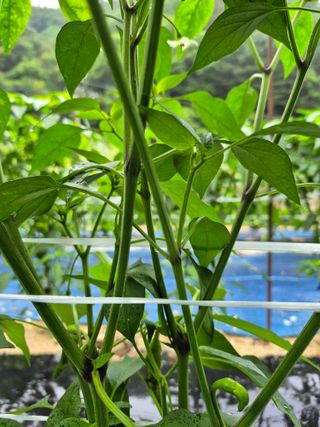 고추들깨이종우님의 농사, 무엇이든 물어보세요! · 참여글 작성글 사진