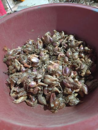 낙엽교목류22209님의 농사, 무엇이든 물어보세요! · 참여글 작성글 사진