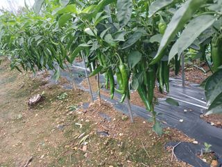 이점례님의 자유주제 · 자유게시판 작성글 사진