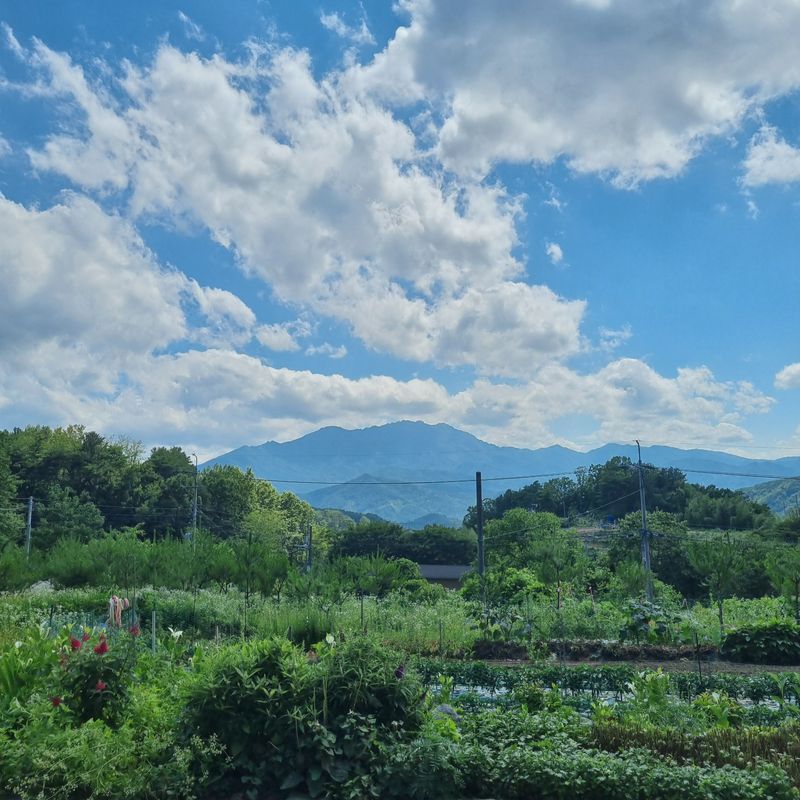 훈&팜님의 장터 판매 상품 [미인고추 2kg] 첨부 사진