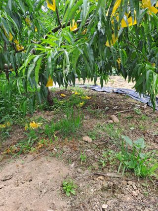 원영국님의 농사, 무엇이든 물어보세요! · 참여글 작성글 사진