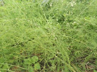 Happy100w님의 농사, 무엇이든 물어보세요! · 참여글 작성글 사진