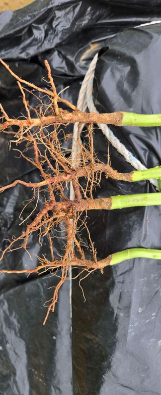 ydm5962꿈농님의 자유주제 · 자유게시판 작성글 사진