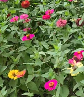 숲속이 편안한 자연인~~~~님의 자유주제 · 자유게시판 작성글 사진