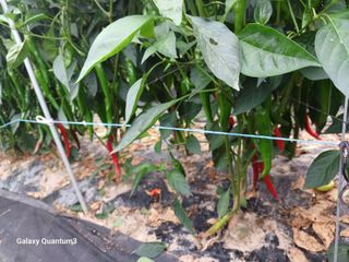 이창우님의 자유주제 · 자유게시판 작성글 사진