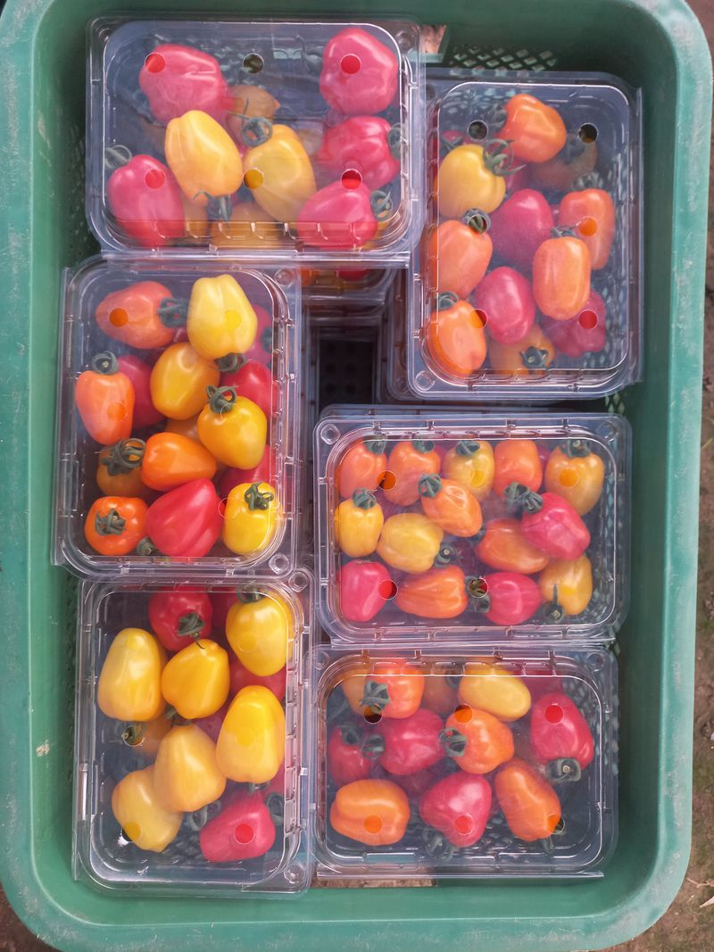 장터 상품 [애플토마토500g] 썸네일