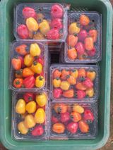 팜모닝 · 게시글 이미지