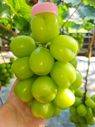 손현순님의 자유주제 · 자유게시판 작성글 사진