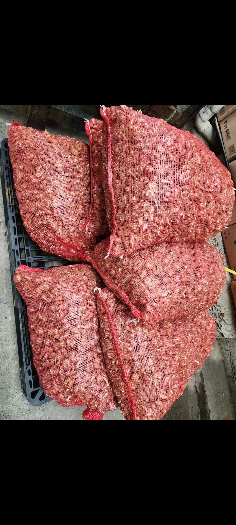 정대장님의 장터 판매 상품 [햇쪽파 5kg 이상 키로 5천원] 첨부 사진