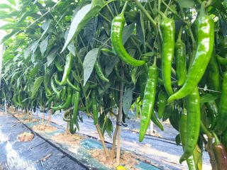 둥이농장(김준태)님의 자유주제 · 자유게시판 작성글 사진