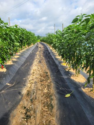 커피나무님의 자유주제 · 자유게시판 작성글 사진