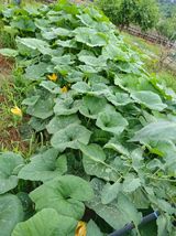 팜모닝 자유주제·자유게시판 게시글 이미지