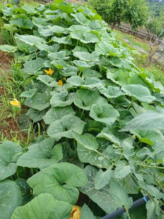 황금비님의 자유주제 · 자유게시판 작성글 사진