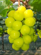 팜모닝 자유주제·자유게시판 게시글 이미지