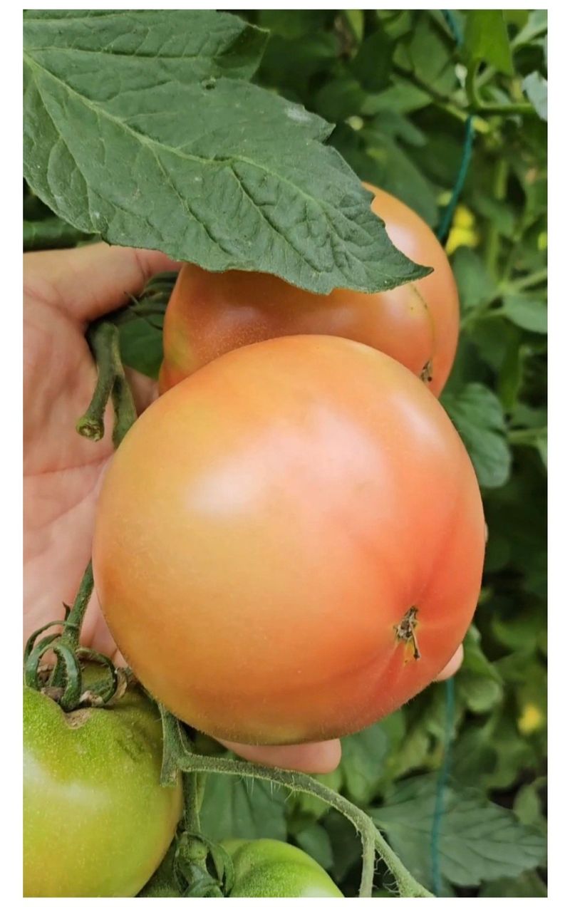 농수사님의 장터 판매 상품 [구룡포 해풍 완숙 토종 찰토마토 5kg] 첨부 사진