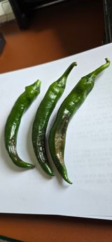 팜모닝 고추·병해충상담 게시글 이미지