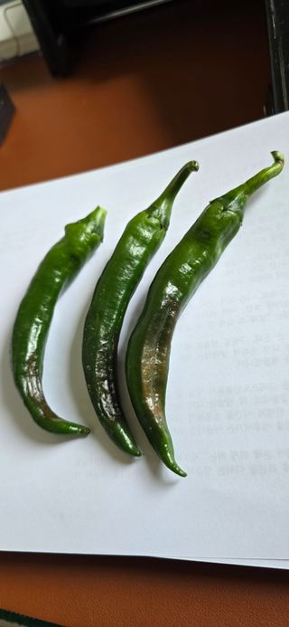 돌멩이님의 고추 · 병해충상담 작성글 사진