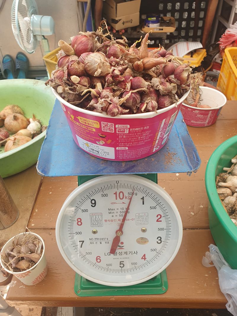 장터 상품 [자색삼동파] 썸네일