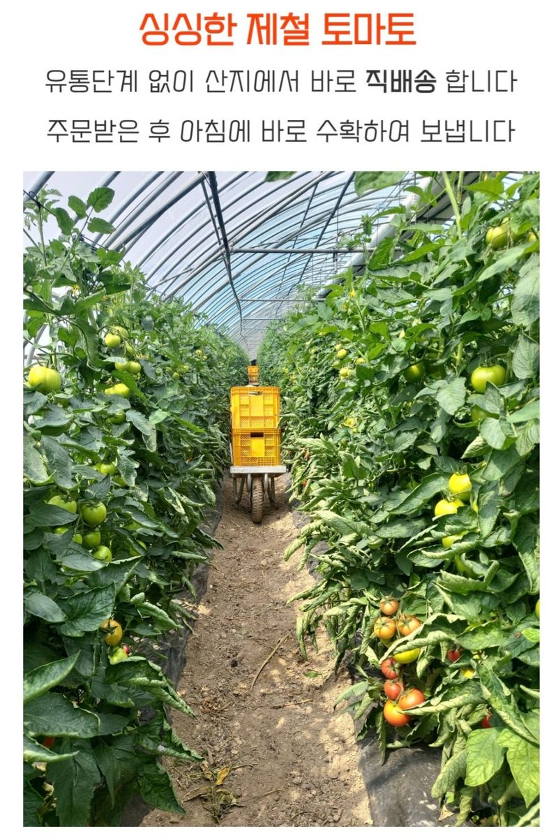 농수사님의 장터 판매 상품 [구룡포 해풍 완숙 토종 찰토마토 5kg] 첨부 사진