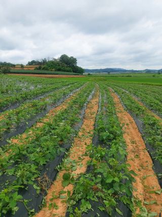 둥이농장(김준태)님의 자유주제 · 자유게시판 작성글 사진