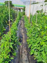 팜모닝 자유주제·자유게시판 게시글 이미지