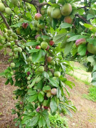 조성보님의 자유주제 · 자유게시판 작성글 사진