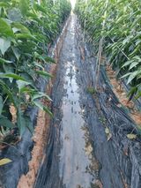 팜모닝 자유주제·자유게시판 게시글 이미지