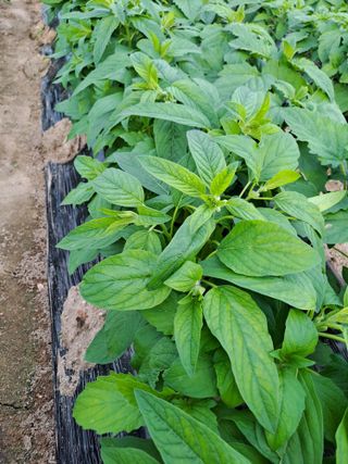 김형철님의 자유주제 · 자유게시판 작성글 사진