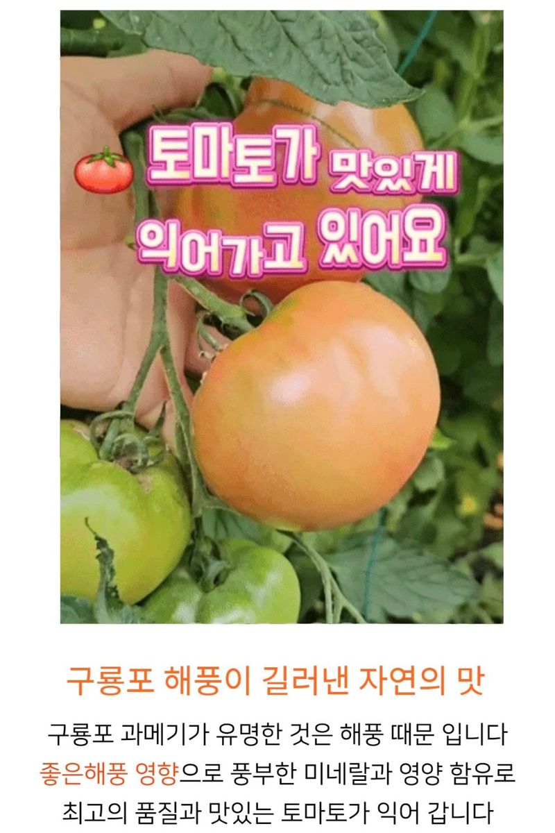 농수사님의 장터 판매 상품 [구룡포 해풍 완숙 토종 찰토마토 5kg] 첨부 사진