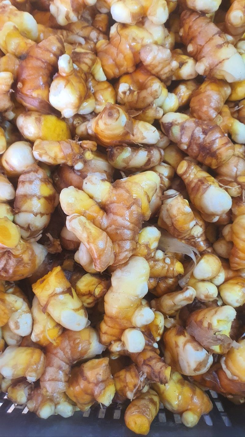 송원정님의 장터 판매 상품 [관절염에 좋은 진도 울금가루 300g] 첨부 사진