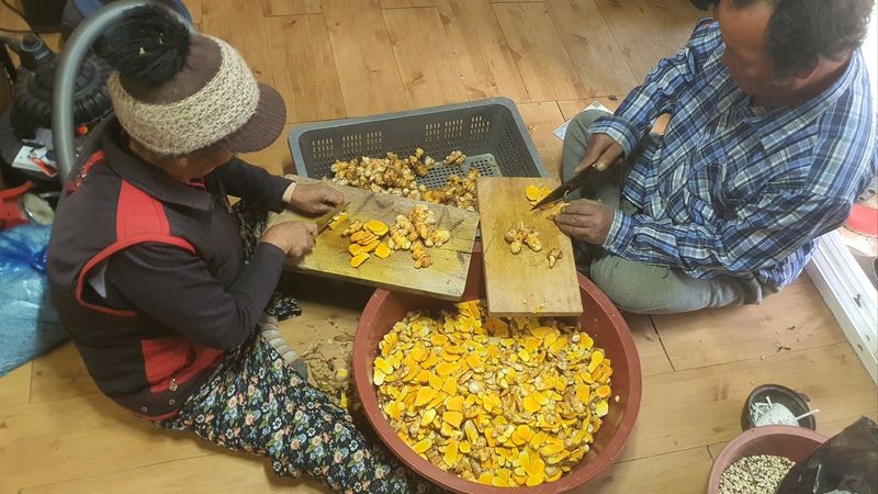 송원정님의 장터 판매 상품 [관절염에 좋은 진도 울금가루 300g] 첨부 사진