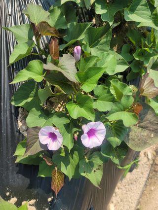 우경농원님의 자유주제 · 자유게시판 작성글 사진