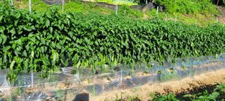 장천덕님의 농사, 무엇이든 물어보세요! · 참여글 작성글 사진