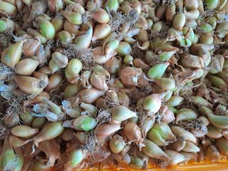 성실한 농부님의 자유주제 · 자유게시판 작성글 사진