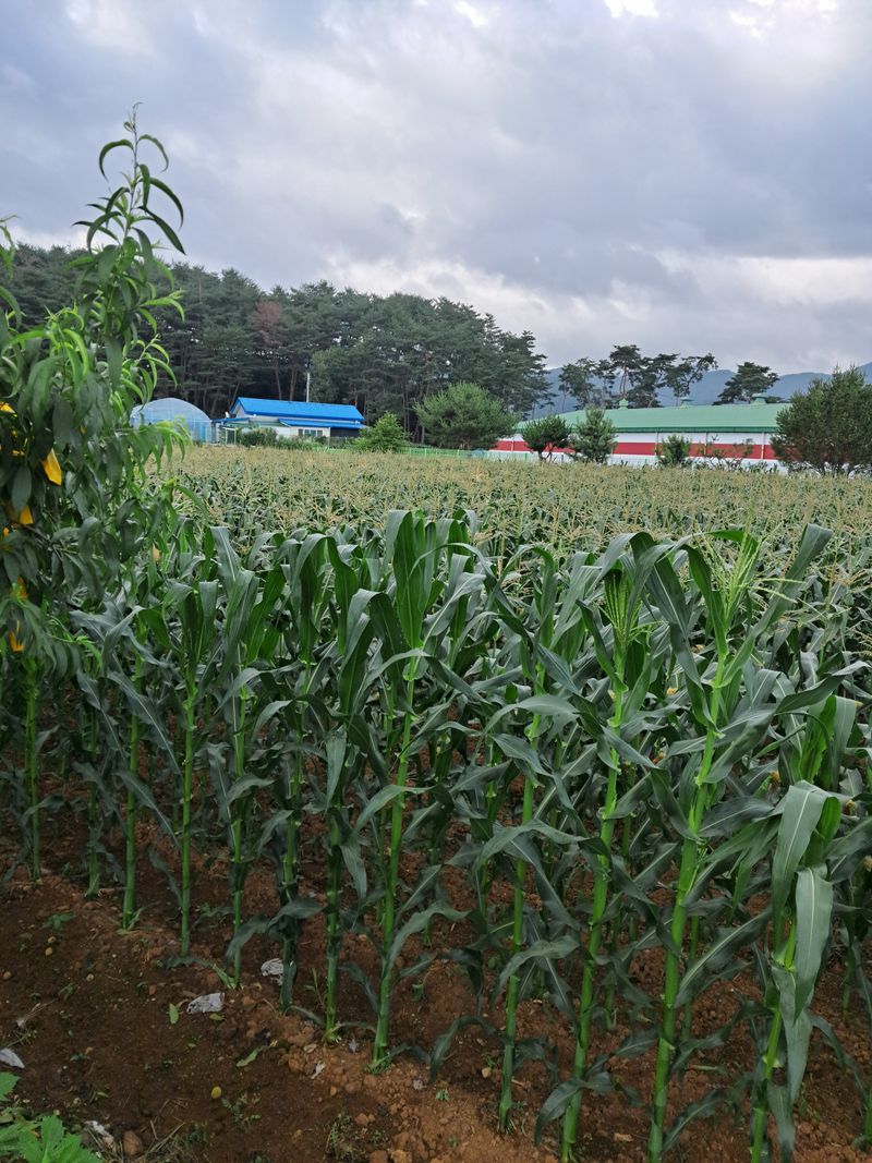 임기석님의 장터 판매 상품 [홍천 찰옥수수 판매 안내] 첨부 사진