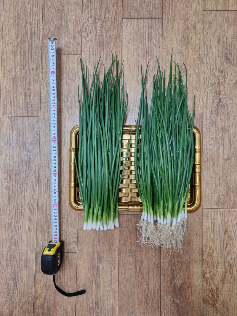 주주씨앗님의 장터 판매 상품 [F1교배종 쪽파씨 All DAY 500립 쪽파씨앗 ] 첨부 사진