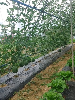 김세진님의 자유주제 · 자유게시판 작성글 사진