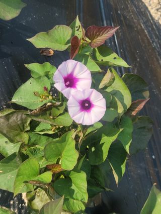 우경농원님의 자유주제 · 자유게시판 작성글 사진