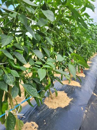 커피나무님의 자유주제 · 자유게시판 작성글 사진