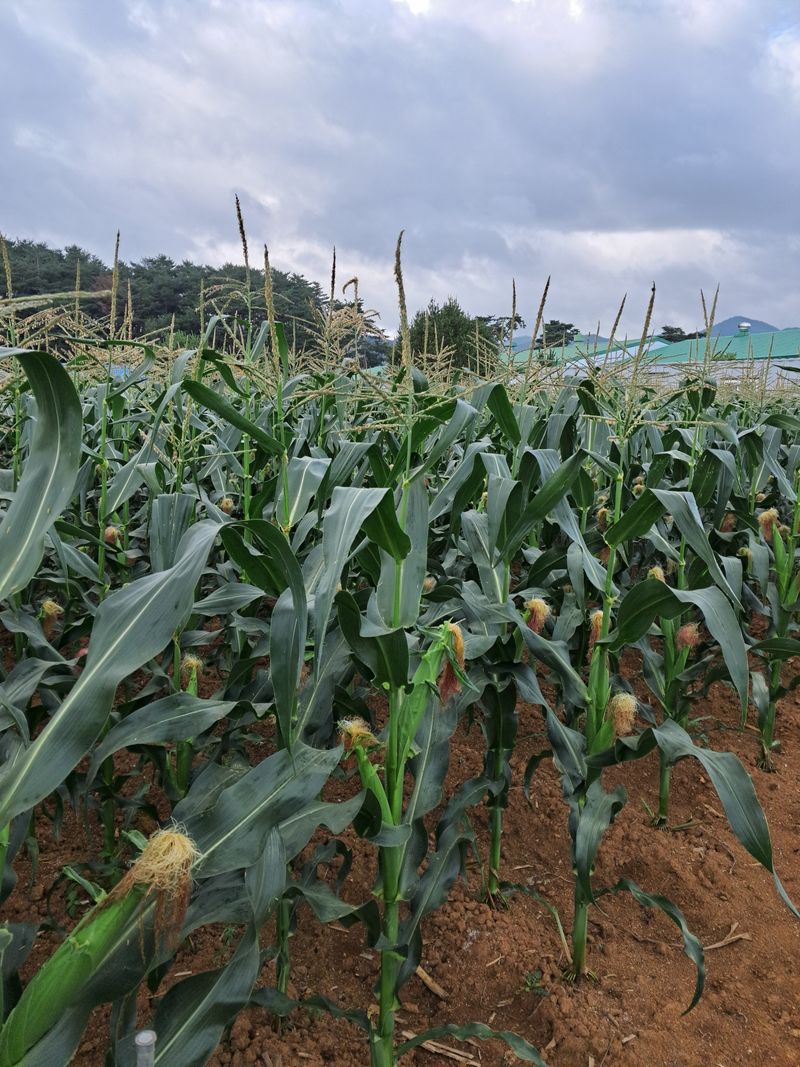 장터 상품 [홍천 찰옥수수 판매 안내] 썸네일