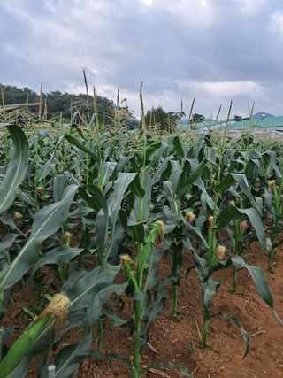 임기석님의 작성글 사진