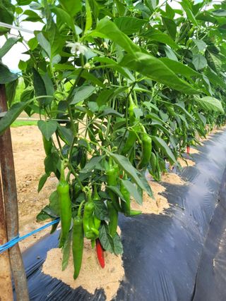 커피나무님의 자유주제 · 자유게시판 작성글 사진