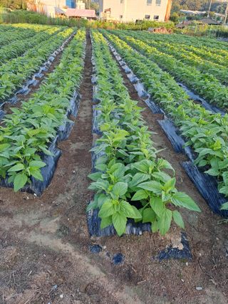 김형철님의 자유주제 · 자유게시판 작성글 사진