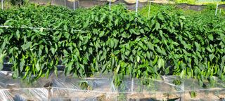 장천덕님의 농사, 무엇이든 물어보세요! · 참여글 작성글 사진