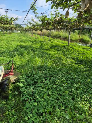 신인농원님의 자유주제 · 자유게시판 작성글 사진