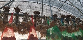 오류농원님의 작성글 사진