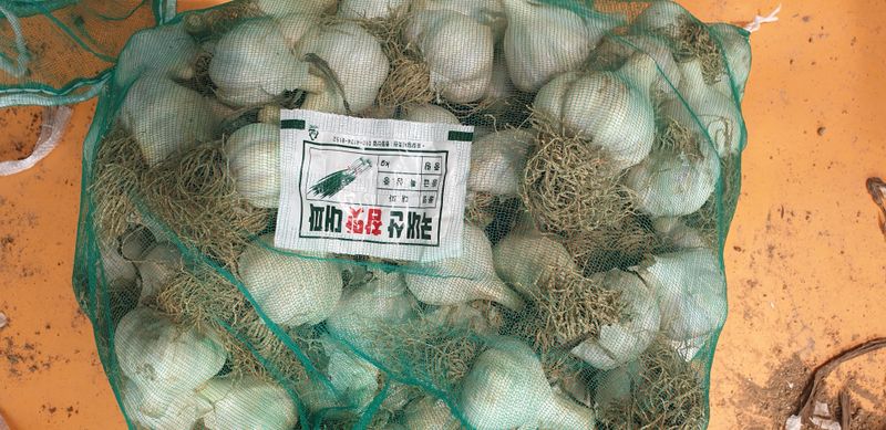 장터 상품 [밭 마늘(의성,홍산)] 썸네일