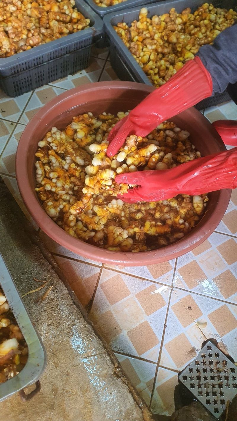 송원정님의 장터 판매 상품 [관절염에 좋은 진도 울금가루 300g] 첨부 사진