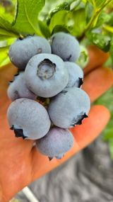 팜모닝 · 게시글 이미지